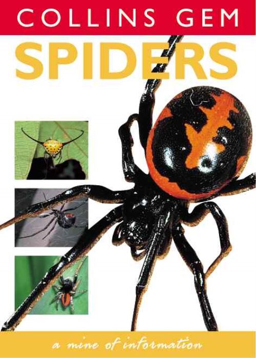 Spiders