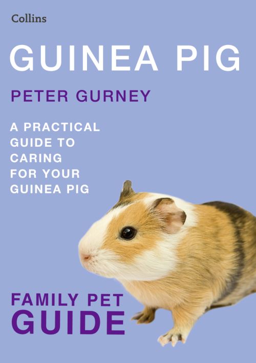 Guinea Pig