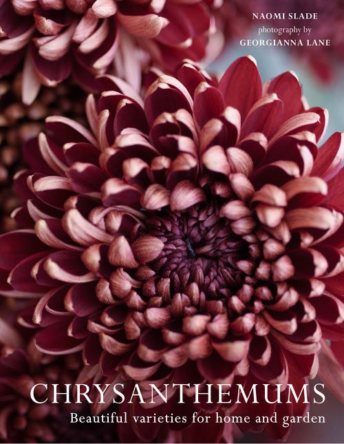 Chrysanthemums
