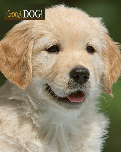GOOD DOG