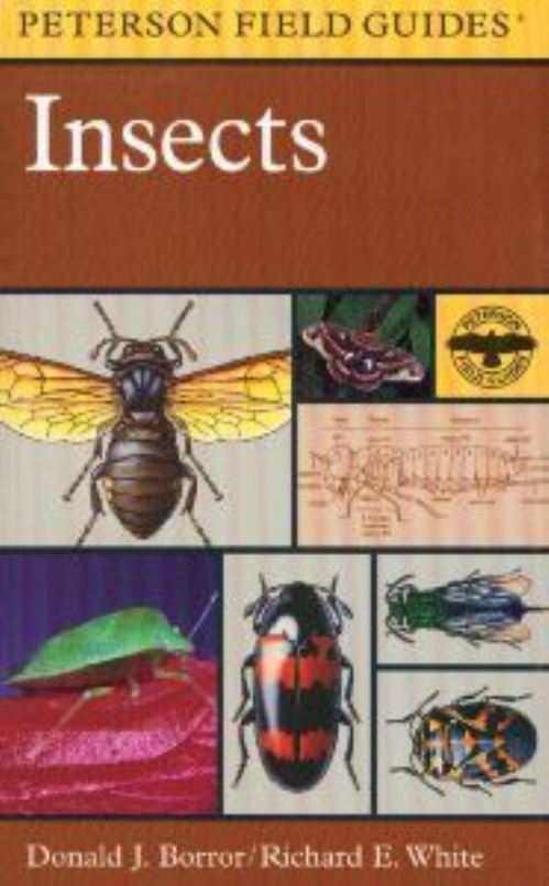 Insects