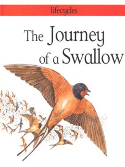 The Journey of a Swallow