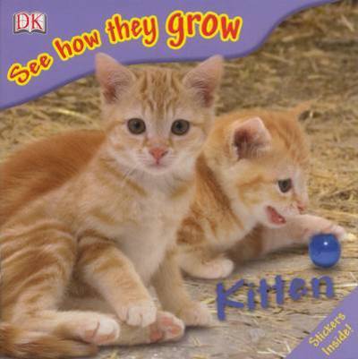 Kitten