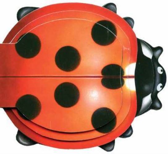 Little Ladybug