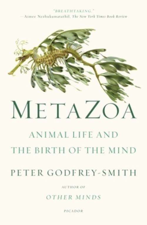 Metazoa