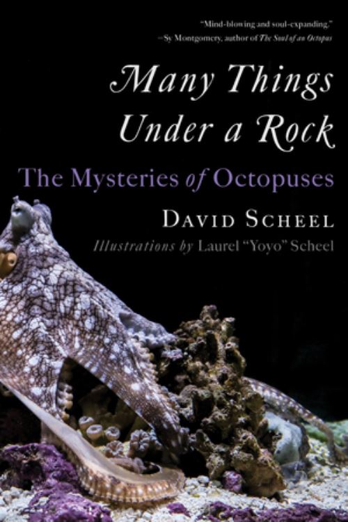 Many Things Under a Rock