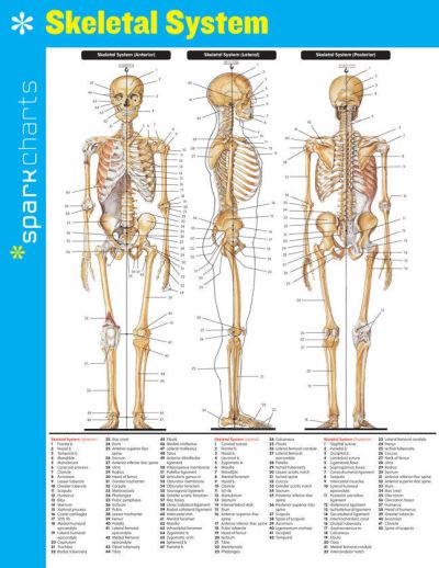 Skeletal System SparkCharts