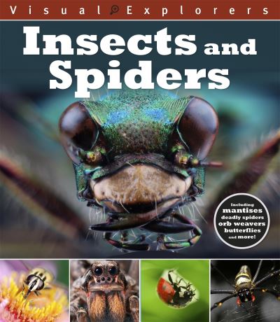 Insects and Spiders