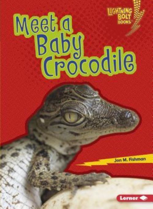 Meet a Baby Crocodile