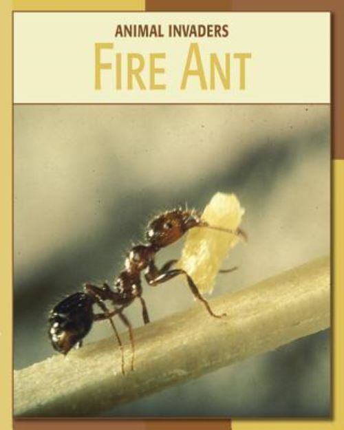 Fire Ant