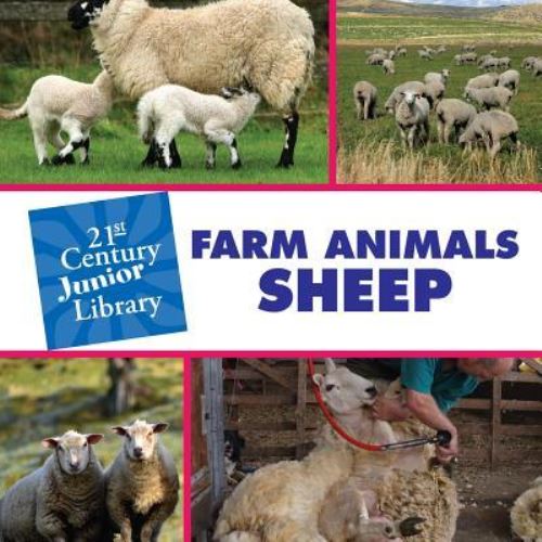 Farm Animals. Sheep