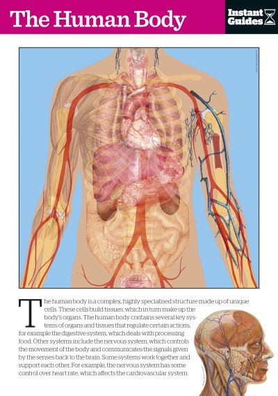 The Human Body