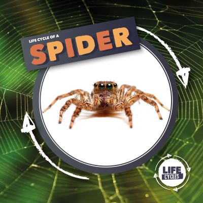Life Cycle of a Spider