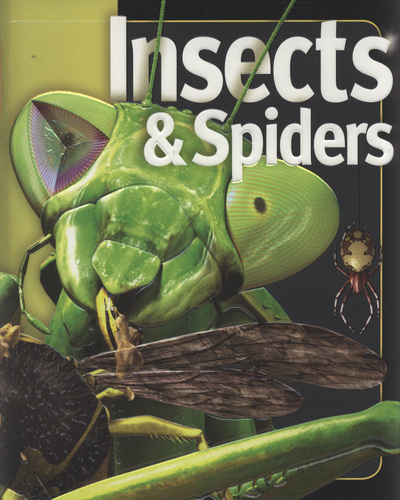 Insects and Spiders : Insiders Series