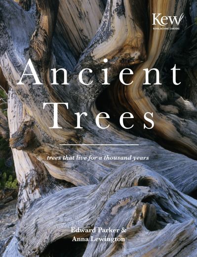Ancient Trees Trees That Live for a Thousand Years