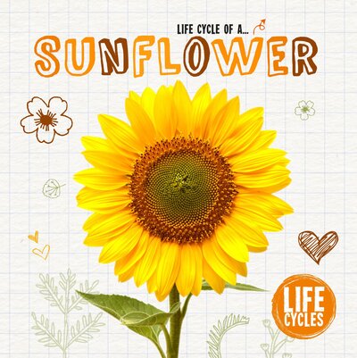 Life Cycle of a Sunflower
