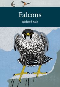 Book Cover for Falcons by Richard Sale
