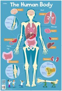 Book Cover for Human Body by Collins Kids
