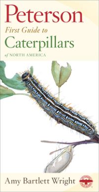 Book Cover for Caterpillars by Amy Bartlett Wright