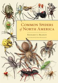Book Cover for Common Spiders of North America by Richard A Bradley