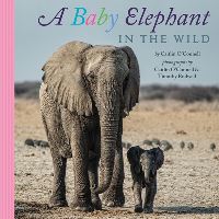 Book Cover for A Baby Elephant in the Wild by Caitlin OConnell