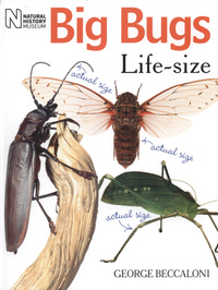 Book Cover for Big Bugs Life-Size by George Beccaloni