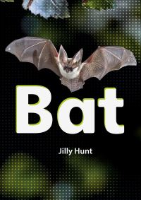 Book Cover for Bat by Jilly Hunt