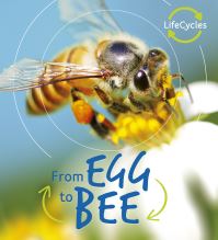 Book Cover for From Egg to Bee by Camilla De la Bédoyère