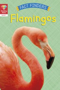 Book Cover for Flamingoes by Katie Woolley