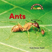 Book Cover for Ants by Trudi Strain Trueit