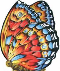 Book Cover for Little Butterfly by 