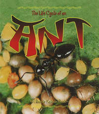Book Cover for Life Cycle of an Ant by Hadley Dyer, Bobbie Kalman