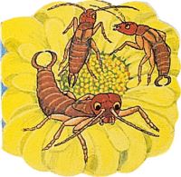 Book Cover for Pocket Earwig by Pam Adams