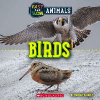 Book Cover for Birds (Wild World by Brenna Maloney