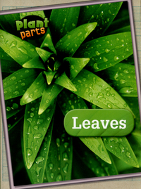 Book Cover for Leaves by Melanie Waldron