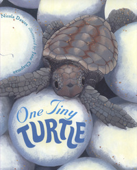 Book Cover for One Tiny Turtle by Nicola Davies, Jane Chapman
