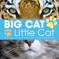 Book Cover for Big Cat, Little Cat by Lisa Regan, England London Zoo London