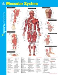 Book Cover for Muscular System SparkCharts by SparkNotes