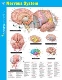 Book Cover for Nervous System SparkCharts by SparkNotes