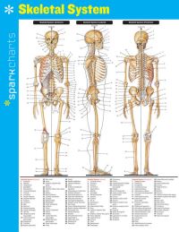 Book Cover for Skeletal System SparkCharts by SparkNotes