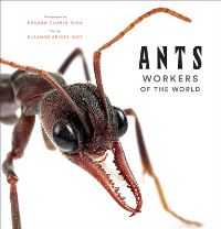 Book Cover for Ants by Eleanor Spicer Rice