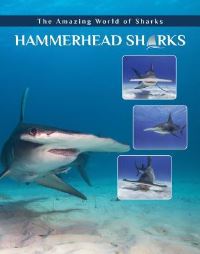 Book Cover for Hammerhead Sharks by Joyce A Hull