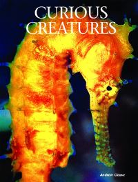 Book Cover for Curious Creatures by Andrew Cleave