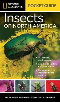 Book Cover for National Geographic Pocket Guide to Insects of North America by Arthur V Evans