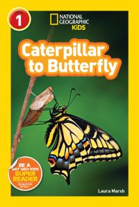 Book Cover for Caterpillar to Butterfly by Laura F Marsh