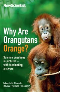 Book Cover for Why Are Orangutans Orange? by New Scientist