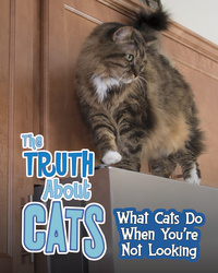 Book Cover for The Truth About Cats by Mary Colson
