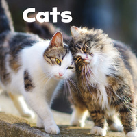 Book Cover for Cats by Lisa J Amstutz