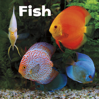 Book Cover for Fish by Lisa J Amstutz