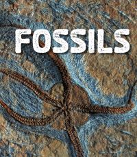 Book Cover for Fossils by Ava Sawyer